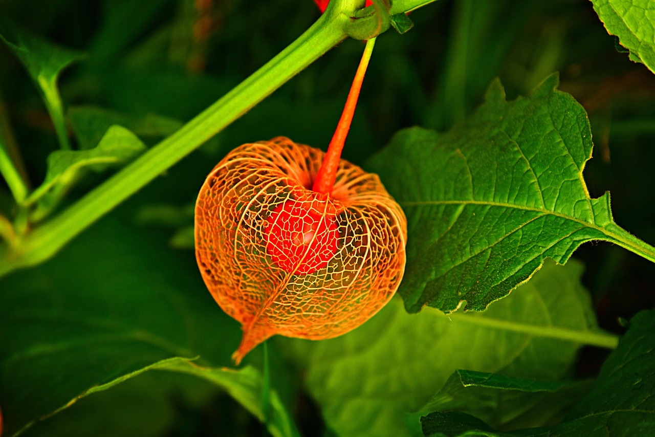 Transforming Gall Bladder Surgery In Rohini: The Unconventional Approach
