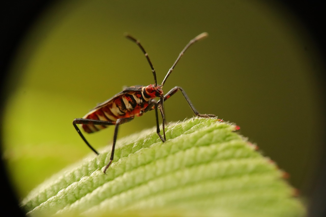 How To Choose The Best Bed Bug Exterminator In Vaughan?