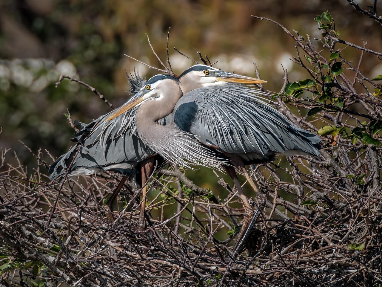 The Importance Of An Animal Behavior Expert Witness In Court Cases