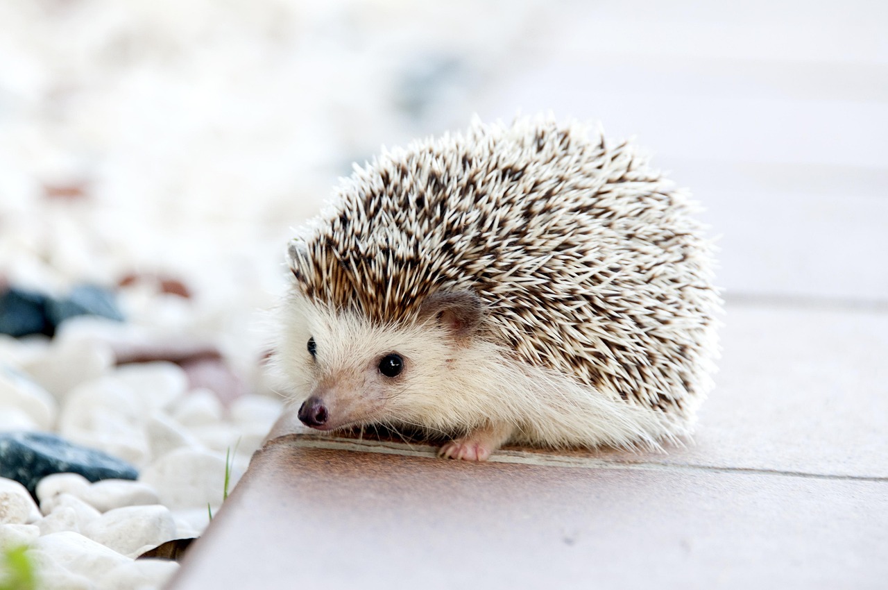 How Do You Choose the Best PET Preform Manufacturers in India for Your Business Needs?