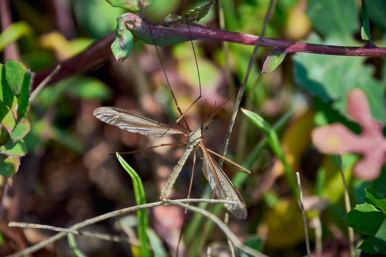 Complete Your Weapon Against Mosquitoes: The Best Mister System