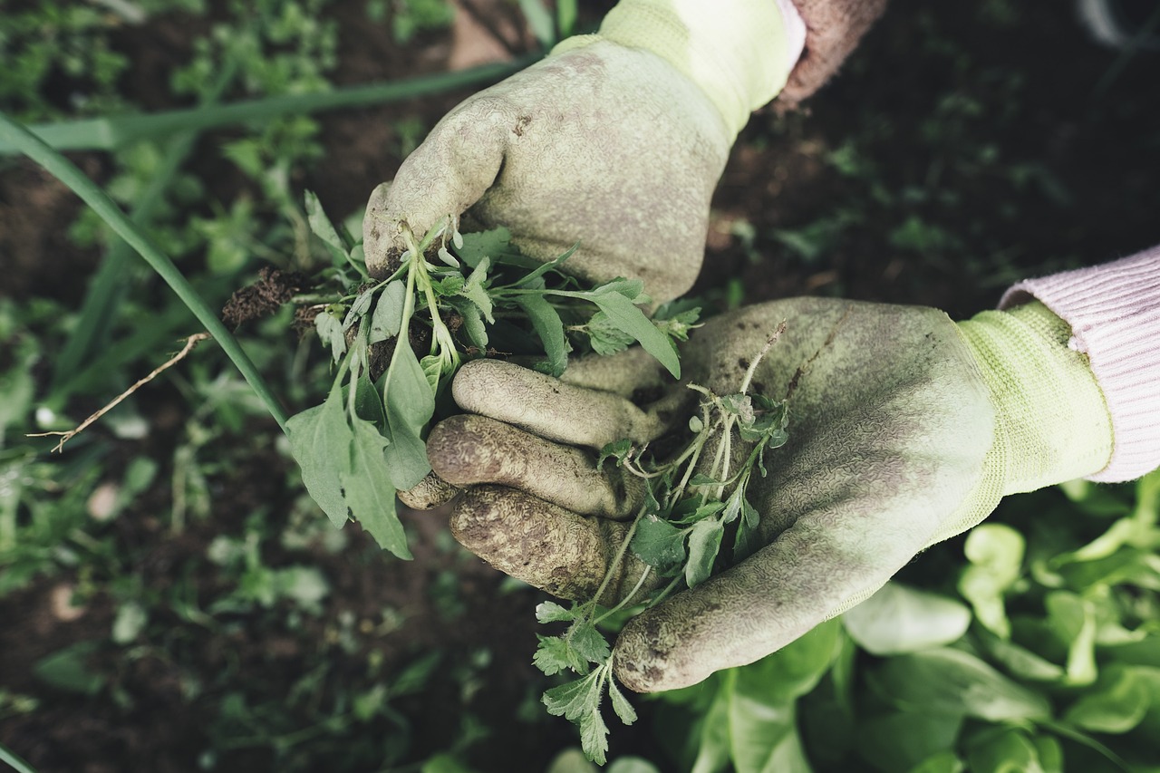Aquatic Weed Harvesters in 2026: Technology, Applications, and Equipment Selection