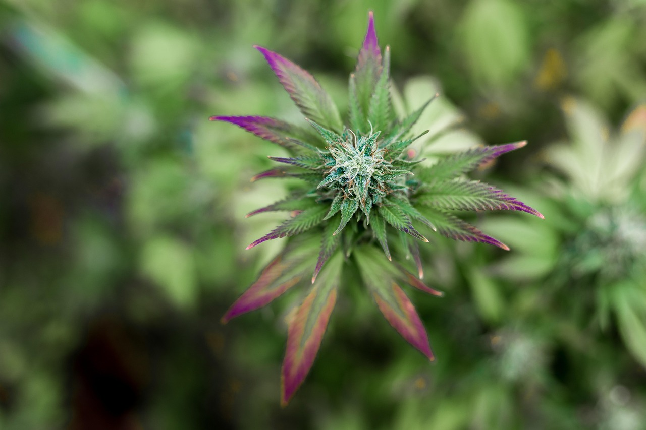 How to Add CBD Beauty Products to Your Routine?