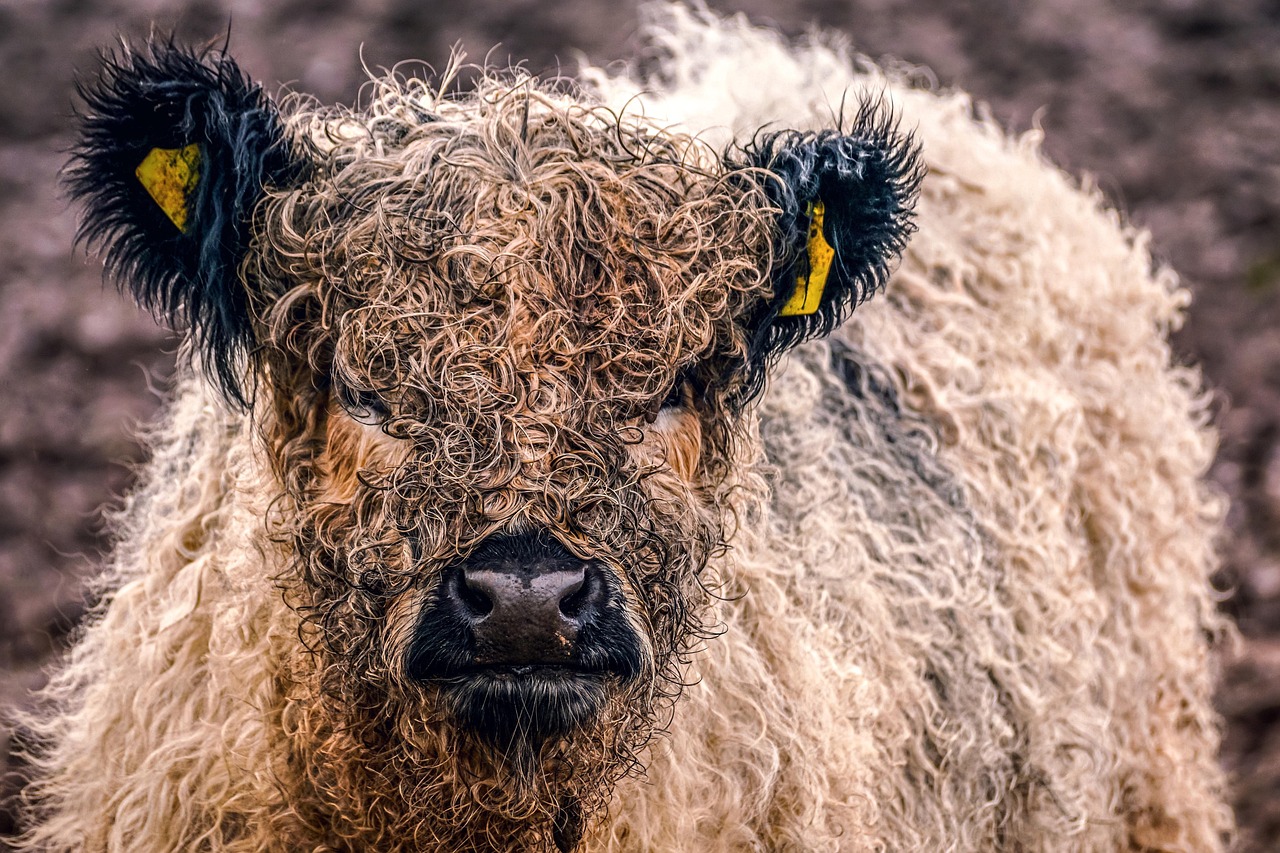 Glatt Kosher Beef and Chicken: What Every Observant Household Should Know
