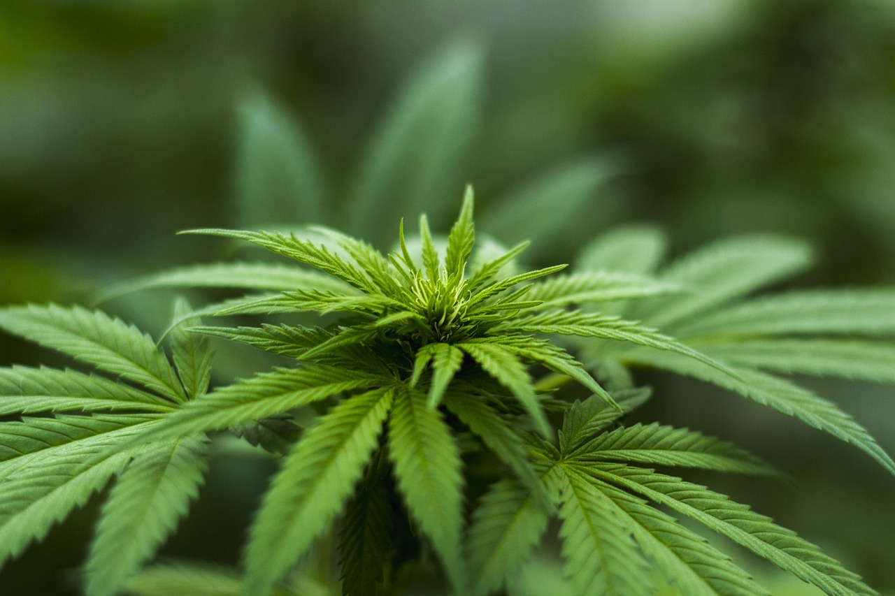 Hemp Wraps: The Eco-Friendly Alternative for Your Smoking Needs