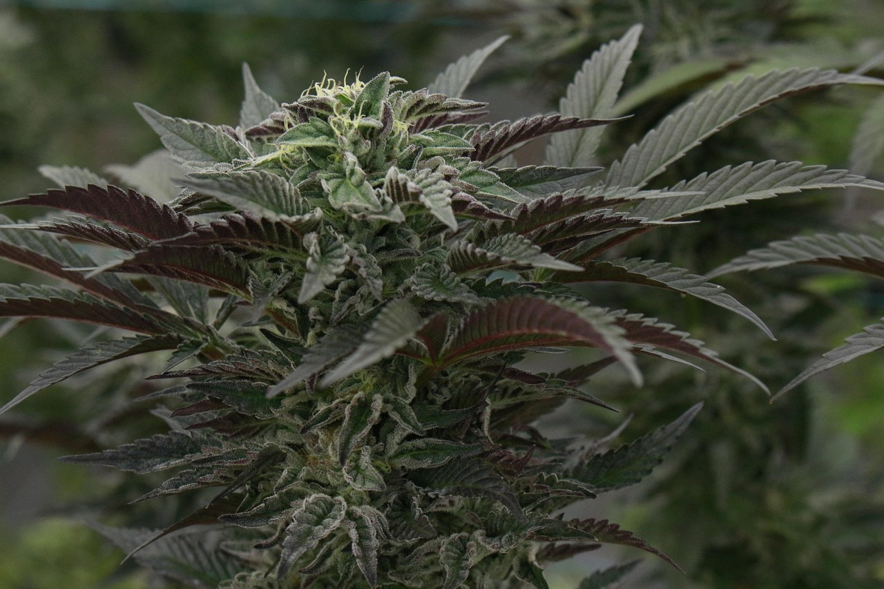 The Comprehensive Guide To Medical Marijuana Cards In Marco Island