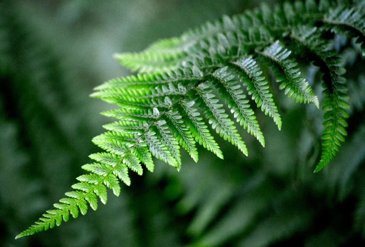 Eco-Friendly and Green Memorial Options Explained