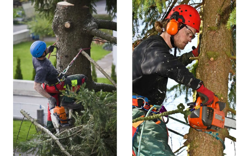 Tree Mulching Service