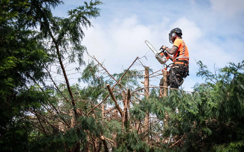 Tree Mulching Service
