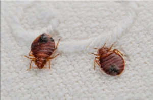 bed bug exterminator in Vaughan