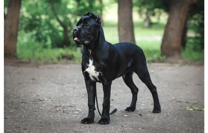 Animal behavior expert witness